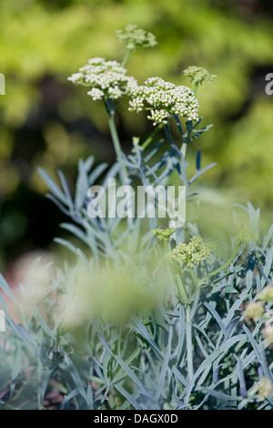 Rock samphire (Crithmum maritimum), fioritura Foto Stock