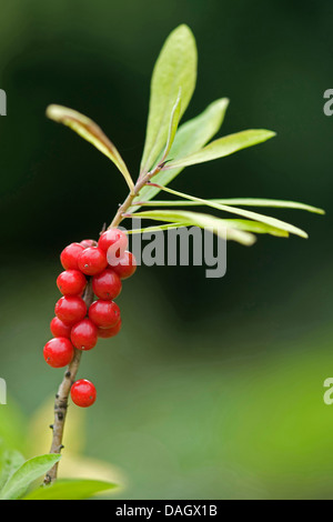 Mezereon, febbraio daphne (Daphne mezereum), fruting Branch, Germania Foto Stock