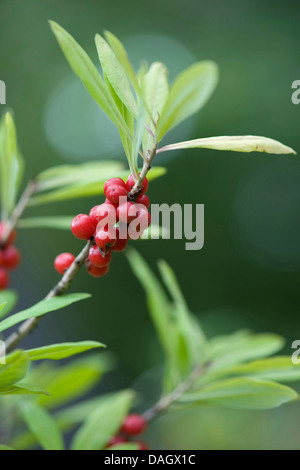 Mezereon, febbraio daphne (Daphne mezereum), fruting Branch, Germania Foto Stock