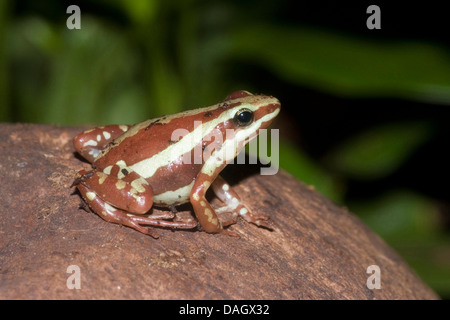 Veleno Phantasmal Rana, Anthonys veleno-freccia (Rana Epipedobates anthonyi), seduto su di una pietra Foto Stock