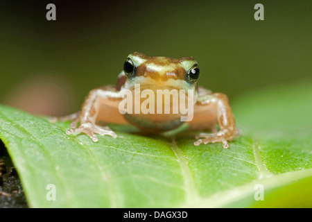 Phantasmal veleno (rana Epipedobates tricolore), sulla lamina Foto Stock