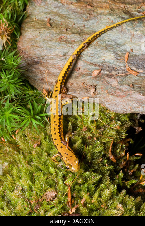 Long-tailed salamander (Eurycea longicauda), arrampicata su moss da una roccia bagnata Foto Stock