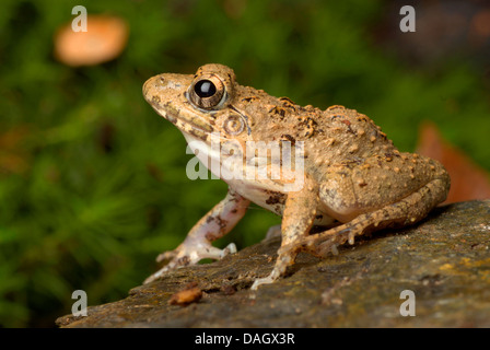 Dalle lunghe gambe rana di Cricket, Alpine Cricket Rana, Riso indiano (Rana limnocharis Fejervarya, Fejervarya syhadrensis ), seduto su di una pietra, Owen Foto Stock