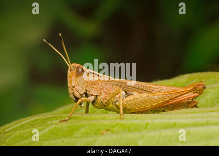 Rufous grasshopper (Gomphocerus rufus, Gomphocerippus rufus), seduta su una foglia, Germania Foto Stock