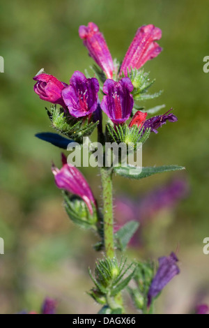 Il Portogallo Viper dell Bugloss (Echium tuberculatum), infiorescenza, Aljezur Foto Stock