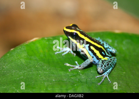 Blu cielo veleno (Rana Hyloxalus azureiventris), su una foglia Foto Stock