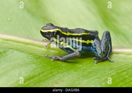 Blu cielo veleno (Rana Hyloxalus azureiventris), su una foglia Foto Stock