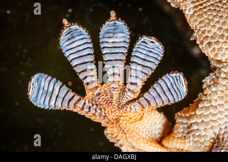 Parete comune geco, Moorish gecko, Parete Moorish Gecko Salamanquesa, Coccodrillo geco comune europeo, gecko Maurita naca gecko (Tarentola mauritanica), il piede da sotto con le lamelle di adesivo chiaramente visibile Foto Stock