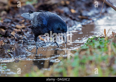 Carrion crow (Corvus corone), la ricerca di cibo in un piccolo fiume, in Germania, in Baviera Foto Stock