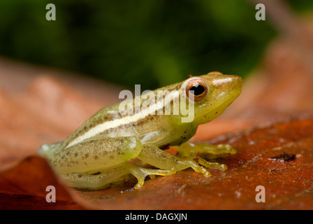 Longnose reed rana, Sharp-africana dal naso rana reed (Hyperolius nasutus), sulla foglia marrone Foto Stock