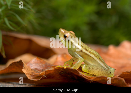 Longnose reed rana, Sharp-africana dal naso rana reed (Hyperolius nasutus), sulla foglia marrone Foto Stock