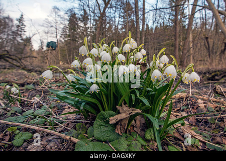 Il simbolo del fiocco di neve di primavera (Leucojum vernum), che fiorisce in una palude foresta, in Germania, in Baviera Foto Stock