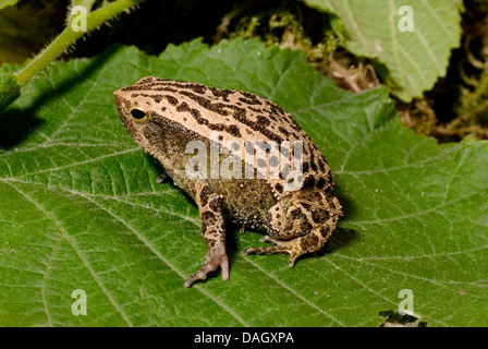 Black-Spotted Narrow-Mouthed Rana, nero-spotted appiccicoso (Rana Kalophrynus pleurostigma), su una foglia Foto Stock