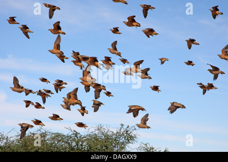 Sandgrouse variegato, la Burchell sandgrouse (Pterocles burchelli), gregge nella savana del Kalahari, Sud Africa, Kgalagadi transfrontaliera Parco Nazionale Foto Stock