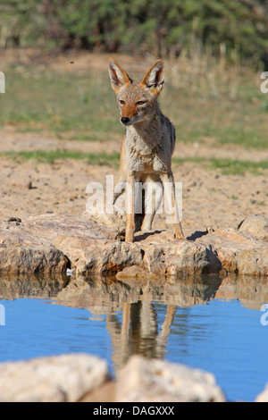 Nero-backed jackal (Canis mesomelas), sta in piedi in un luogo di acqua, Sud Africa, Kgalagadi transfrontaliera Parco Nazionale Foto Stock