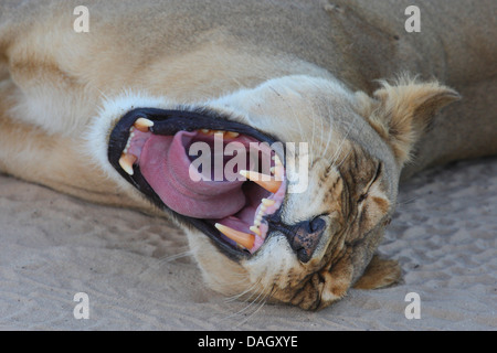 Lion (Panthera leo), il ritratto di una donna che giace nella sabbia sbadigli, Sud Africa, Kgalagadi transfrontaliera Parco Nazionale Foto Stock