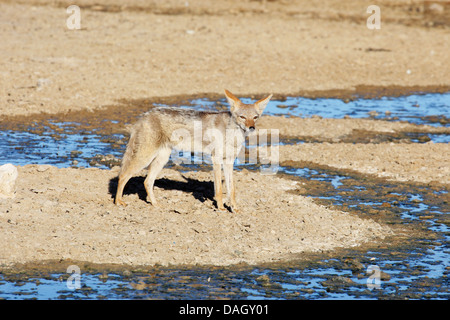 Nero-backed jackal (Canis mesomelas), stando in piedi presso un corso di acqua di funzionamento a secco, Sud Africa, Kgalagadi transfrontaliera Parco Nazionale Foto Stock