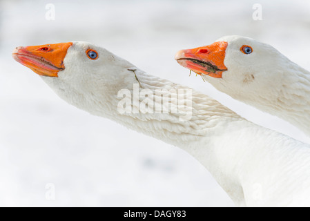 Oca di Pomerania, Ruegener Goose (Anser anser f. domestica), oche in snow, in Germania, in Renania settentrionale-Vestfalia Foto Stock