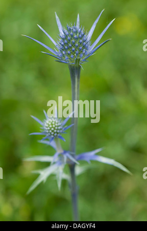 Mare Mediterraneo holly (Eryngium bourgatii), fioritura Foto Stock