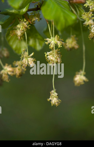 Comune di faggio (Fagus sylvatica), infiorescenze maschili, Germania Foto Stock