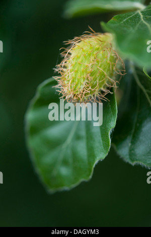 Comune di faggio (Fagus sylvatica), ramoscello con cupule e foglie, Germania Foto Stock