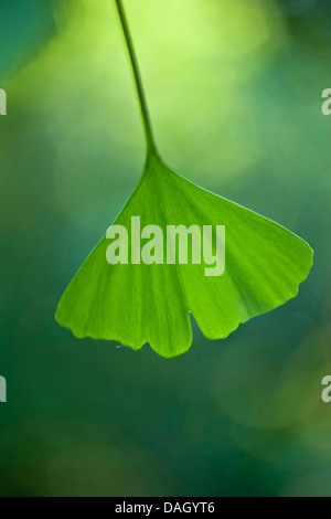 Maidenhair tree, Ginkgo Tree, Gingko Tree, Ginkgo Tree (Ginkgo biloba), leaf Foto Stock