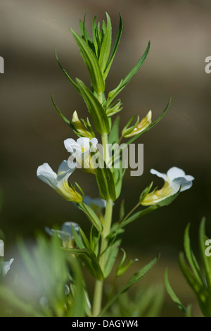 Hedge issopo (Gratiola officinalis), fioritura, Germania Foto Stock