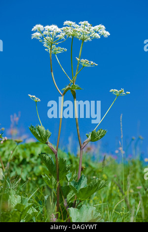 Hogweed alpino (Heracleum sphondylium ssp. alpinum), fioritura, Svizzera Foto Stock