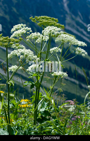 Mountain Cowparsnip (Heracleum sphondylium ssp. elegans), fioritura, Germania, Nebelhorn Foto Stock