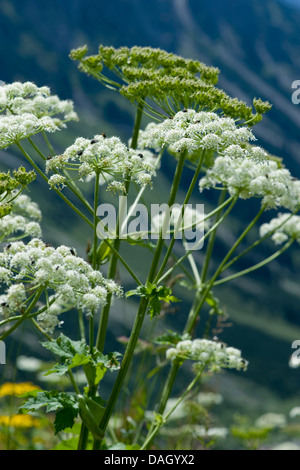 Mountain Cowparsnip (Heracleum sphondylium ssp. elegans), fioritura, Germania Foto Stock