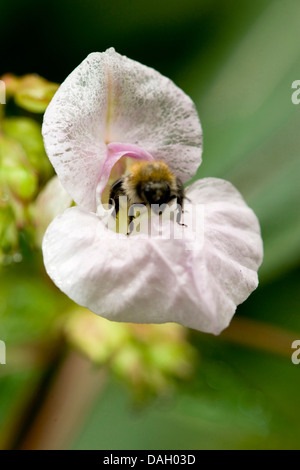 Balsamo himalayana, Indiano balsamo, rosso jewelweed, jewelweed ornamentali, poliziotto del casco (Impatiens glandulifera), che fiorisce con umile bee, Germania Foto Stock