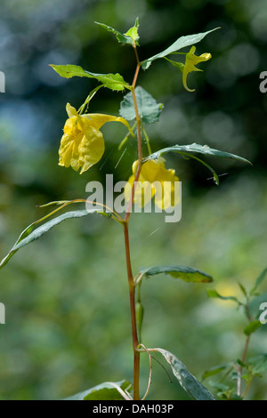Western touch-me-non (Impatiens noli-tangere), fioritura, in Germania, in Baviera Foto Stock