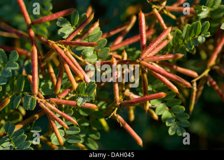 True indigo (Indigofera tinctoria), con frutti Foto Stock