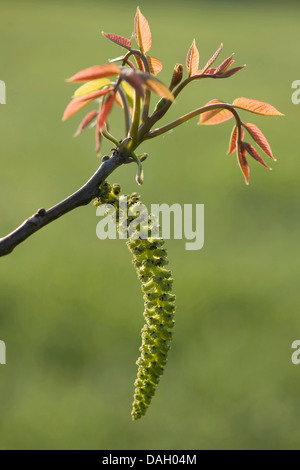 Noce (Juglans regia), leaf sparare e amento maschile, Germania Foto Stock