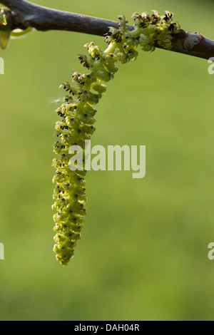 Noce (Juglans regia), amento maschile, Germania Foto Stock