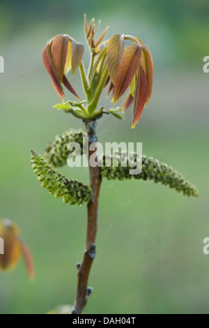 Noce (Juglans regia), leaf sparare e amenti maschili, Germania Foto Stock