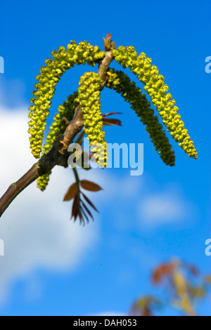 Noce (Juglans regia), leaf sparare e amenti maschili, Germania Foto Stock