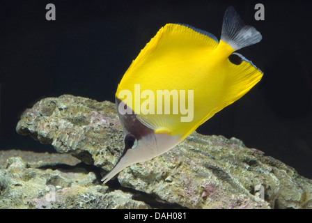 A lungo becco, butterflyfish longnose butterflyfish (Forcipiger flavissimus), nuoto Foto Stock