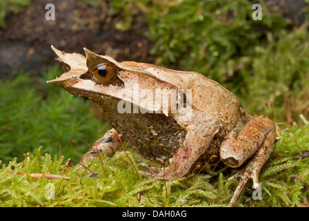 A becco lungo Rana cornuta,: la malese Rana cornuta,: la malese Rana foglia (Megophrys nasuta), sul muschio Foto Stock