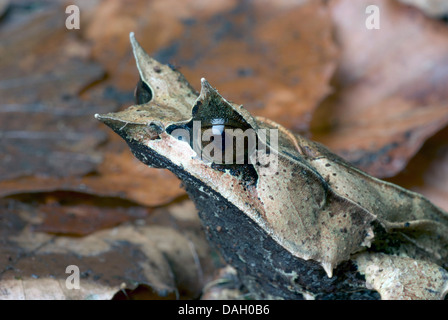 A becco lungo Rana cornuta,: la malese Rana cornuta,: la malese Rana foglia (Megophrys nasuta), ritratto Foto Stock