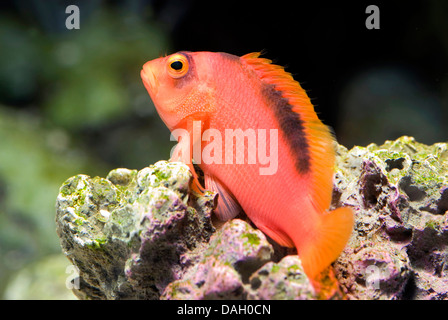 Fiamma hawkfish, rosso brillante hawkfish (Neocirrhites armatus), sul fondo di un acquario Foto Stock