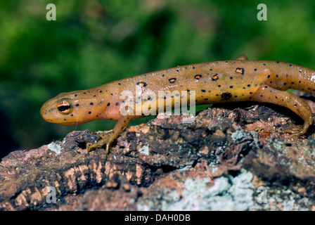 Eft, pezzata di rosso newt, rosso eft, orientale newt (Notophthalmus viridescens), su un ramo Foto Stock