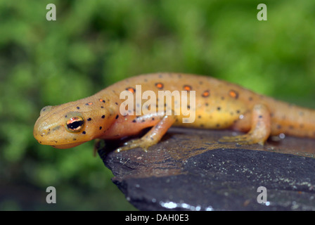 Eft, pezzata di rosso newt, rosso eft, orientale newt (Notophthalmus viridescens), ritratto Foto Stock