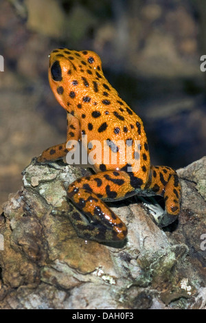 Strawberry poison-arrrow rana, rosso-blu di veleno freccia rana, Flaming veleno-freccia rana, Blue Jeans Poison Dart (Rana Dendrobates pumilio, Oophaga pumilio), su una pietra Foto Stock