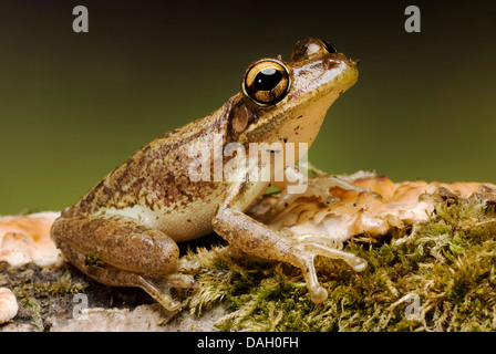 Treefrog cubano (Osteopilus septentrionalis, Hyla septentrionalis), sulla corteccia di muschio Foto Stock