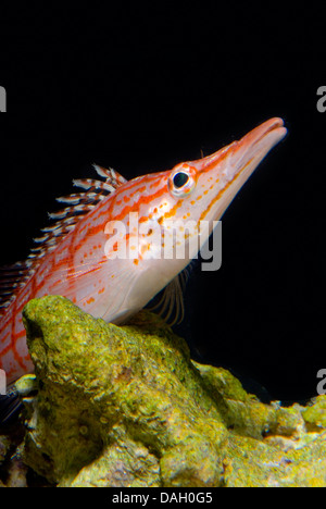 A becco lungo, hawkfish longnose hawkfish (Oxycirrhites typus), ritratto Foto Stock