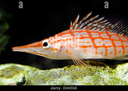 A becco lungo, hawkfish longnose hawkfish (Oxycirrhites typus), ritratto Foto Stock