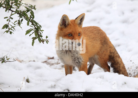 Red Fox (Vulpes vulpes vulpes), in piedi nella neve, Germania Foto Stock