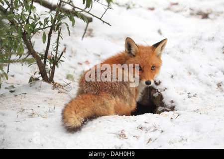 Red Fox (Vulpes vulpes vulpes), all'ingresso della sua fox den nella neve, Germania Foto Stock