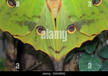 Madagascan luna moth (Argema mittrei), la sezione delle ali aperte che ricorda un volto umano Foto Stock